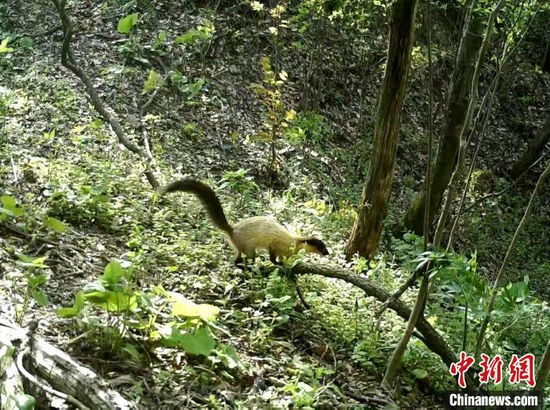 红外相机拍摄到的野生动物 湖北野人谷省级自然保护区管理局提供