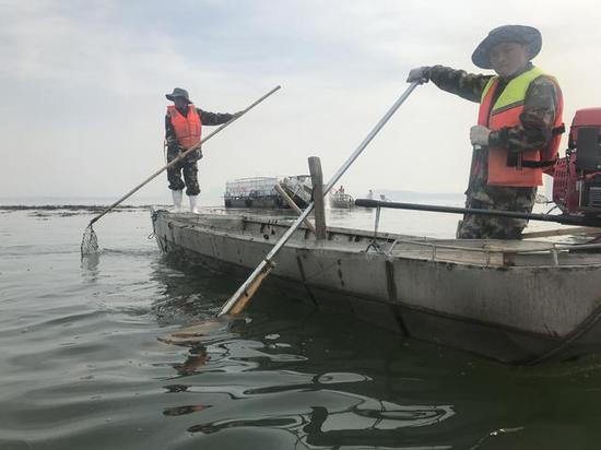 湖泊养护人员正在水面清理水葫芦、拆除渔民私设地笼残网 黄师师摄