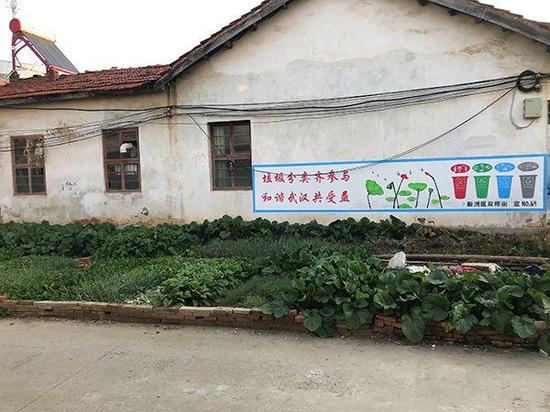 陳柏林家門前的自留地