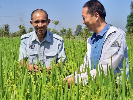 8月26日,万改新(左)在长势喜人的糯稻田间