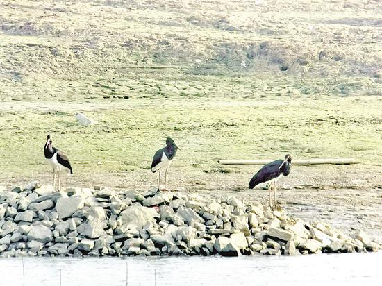 水鸟|天净任鸟飞水美凭鸟戏 每年逾百万只越冬水鸟翩然来鄂