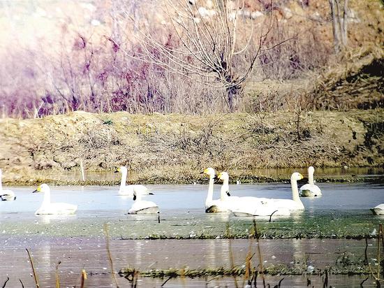 水鸟|天净任鸟飞水美凭鸟戏 每年逾百万只越冬水鸟翩然来鄂