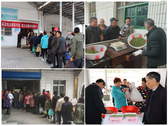 (采花茶业在五峰全县的多个收购点同步开启收购,加足马力拼搏春茶季)