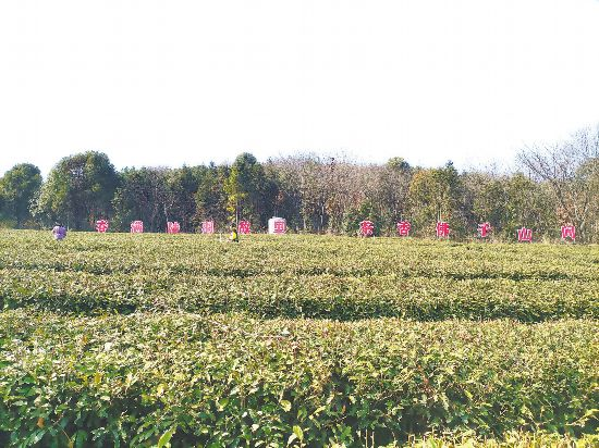 3月的陆子泉生态茶园春意盎然。