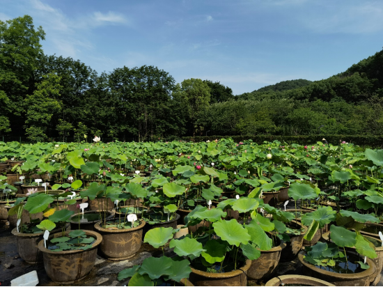 武汉植物园荷花种质资源圃