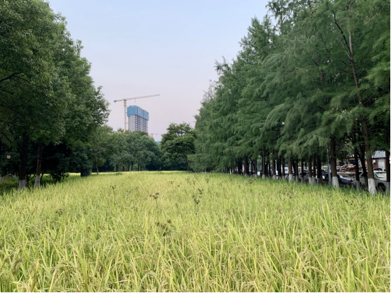 园博园都市稻田