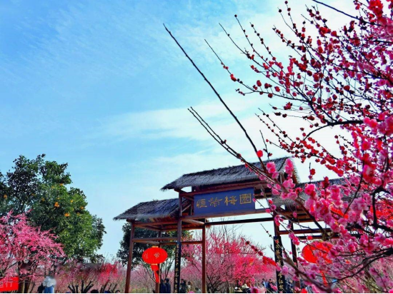 黄梅东山问梅村