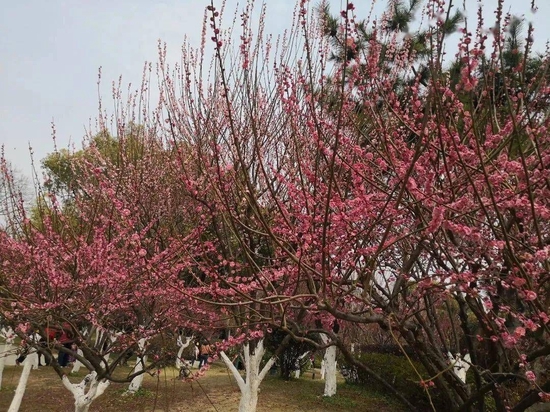 沙市中山公园 楚梅园梅花