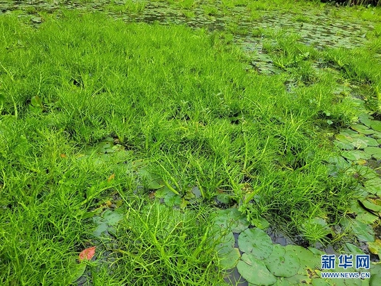 图为人工繁殖后，投放到东湖落雁景区池塘的粗梗水蕨。新华网发 杨星宇摄