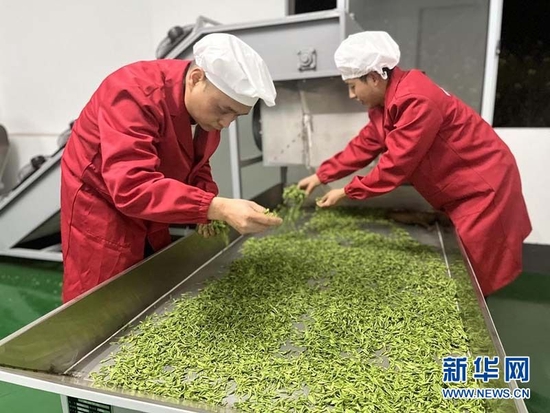 图为在峰鹤公司龙潭精品茶加工厂，工人正在察看茶叶的色泽、品相。新华网发