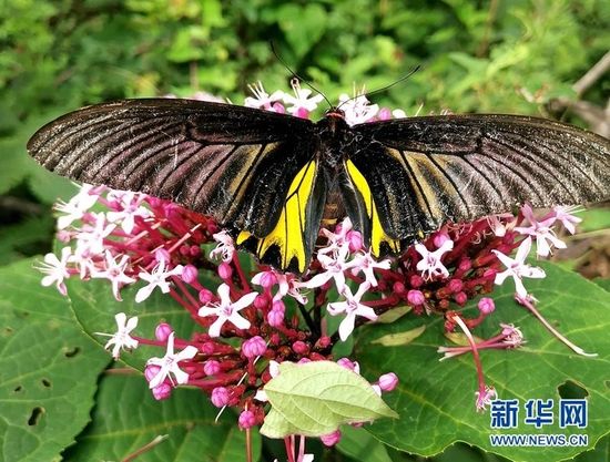 图为在漳河源省级自然保护区拍摄到的金裳凤蝶。 新华网发 熊明银摄