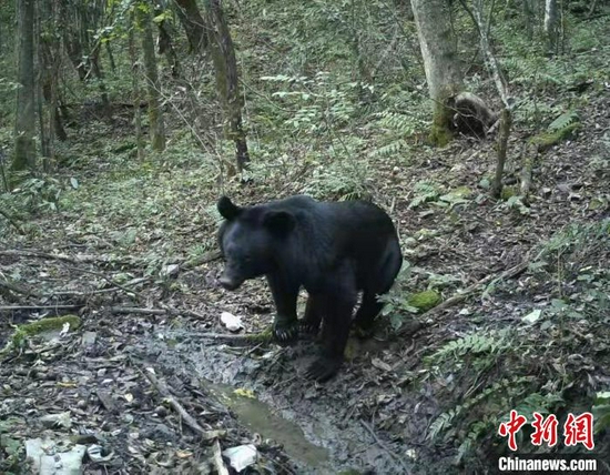 红外相机拍摄到的黑熊　湖北野人谷省级自然保护区管理局提供