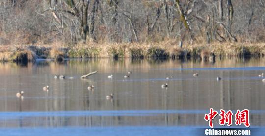 大九湖湿地水鸟种类和数量稳步上升 张久国 摄