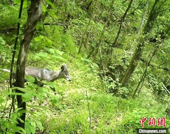 红外相机拍摄到的野生动物 湖北野人谷省级自然保护区管理局提供