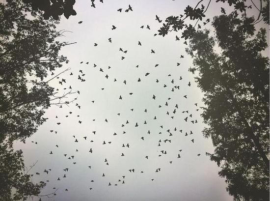 灰椋鸟集体来武汉果冻 东湖岸边数千候鸟栖息