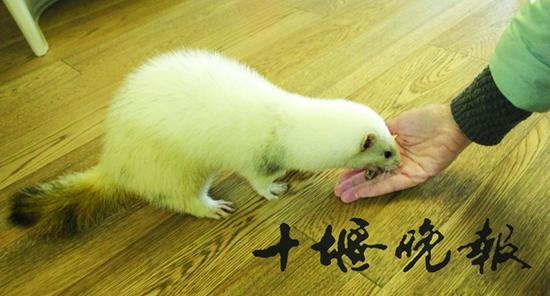 安格鲁貂