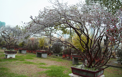 孝昌城区煕庐盆景植物园出现了雾凇、冰凌景观。