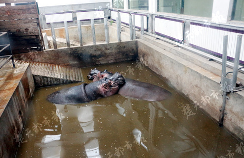武汉近日气温骤降 热带动物泡温泉吹暖气盖被子