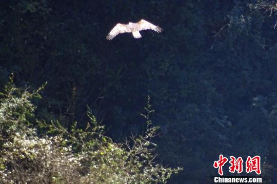 时隔3年后河保护区再现金雕 聂才爱 摄