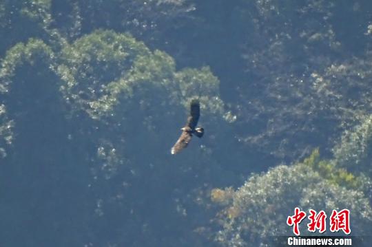 保护区内发现了5只金雕 聂才爱 摄