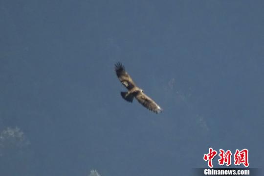 金雕是国家一级保护动物 聂才爱 摄
