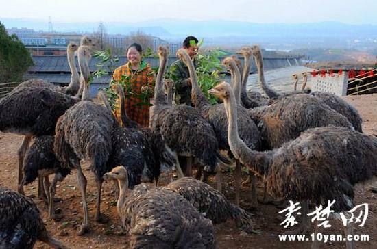 鄖陽區(qū)90后夫妻回鄉(xiāng)創(chuàng)業(yè)養(yǎng)鴕鳥