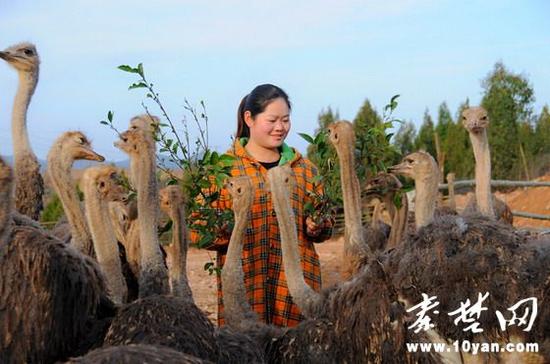 鄖陽區(qū)90后夫妻回鄉(xiāng)創(chuàng)業(yè)養(yǎng)鴕鳥
