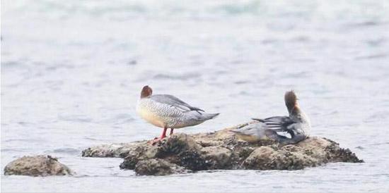 十多只“中华秋沙鸭”在水上嬉戏