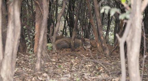 图为：野猪藏在树林里
