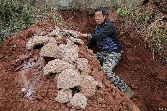 湖北技术工助力堤坝普查 水库大坝挖出超龄白蚁