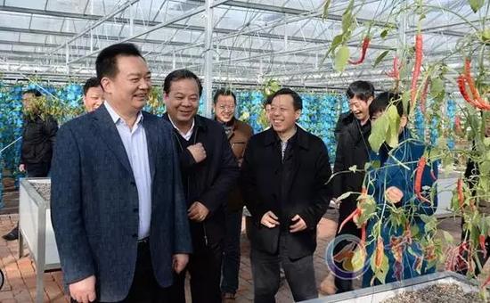 2015年1月18日，王君正在位于枣阳市王城镇的襄阳·航太农谷（王城基地），调研现代农业发展