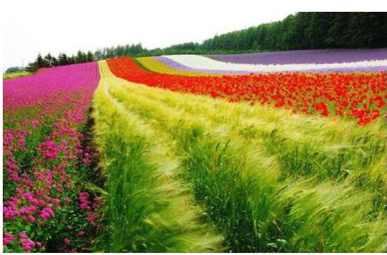 世界知名旅游城市目标下的新花城战略品牌