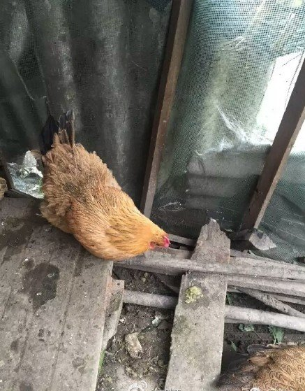 宜昌花母鸡产下袖珍蛋或将打破吉尼斯世界纪录