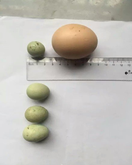 宜昌花母鸡产下袖珍蛋或将打破吉尼斯世界纪录
