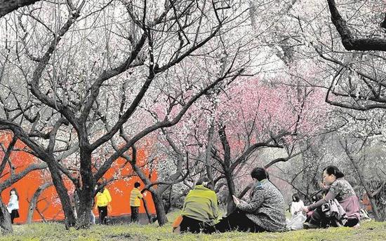 图为:东湖梅园已进入盛花期,引得众多市民前来赏花