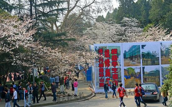 武大樱花提前盛开持续一周 7日起可预约免费赏
