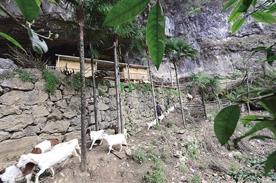 錢(qián)芝畢一家過(guò)著自給自足的生活，悠然自得