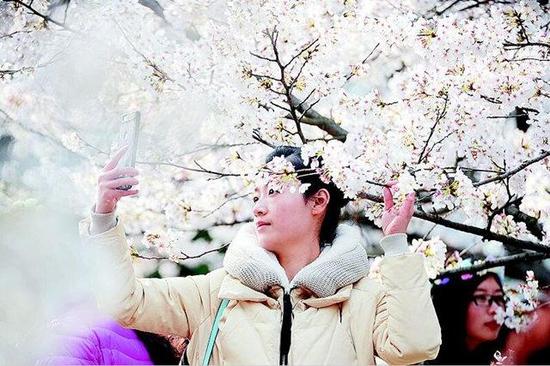 游客与樱花合影