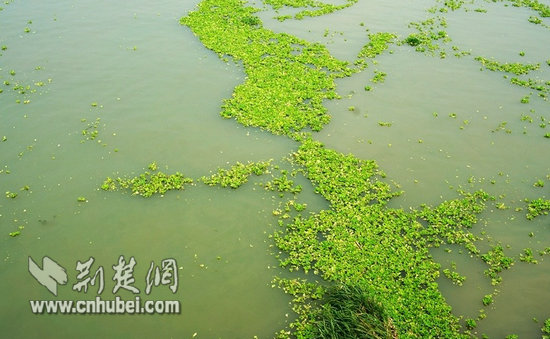 汉江部分江段发生轻度"水华"(图片来自网络)