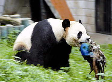 蓝孔雀被大熊猫“希望”一把抓住，当场将其咬死