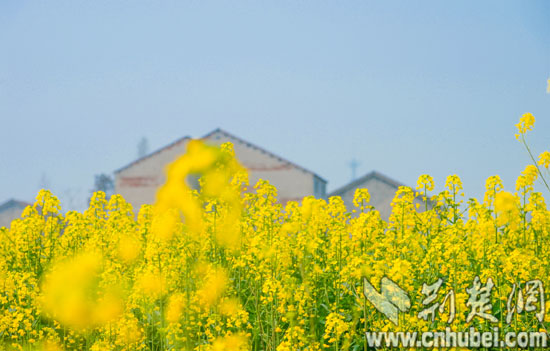 武穴45万亩油菜花绚丽绽放