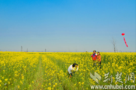 武穴45万亩油菜花绚丽绽放