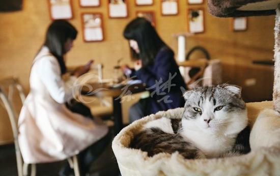 可爱的猫咪