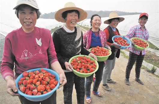 图为：黄陂试种的新品种草莓