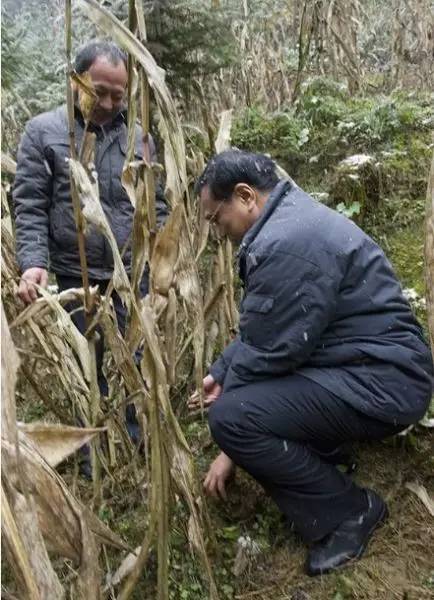 2012年12月29日，李克強在湖北恩施龍鳳鎮(zhèn)茶園溝組察看掛坡地。新華社記者 黃敬文 攝