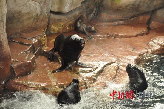 武汉海洋公园惊现海狮群殴 为争狮王整夜嚎叫