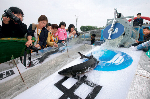 2016 年4月24日，中华鲟第58次增殖放流在湖北宜昌胭脂园举行。