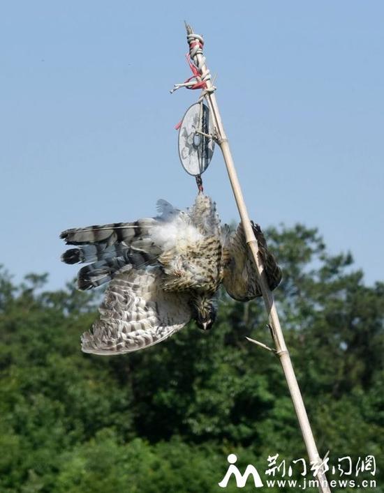 据当地村民介绍，惨死的鸟类是他挂在桃林里示众驱鸟的