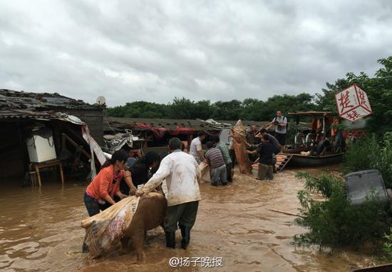 武汉多家养猪场被淹 众人带猪游泳避难