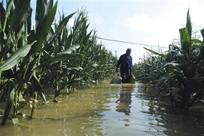 7日，湖北武汉蔡甸区侏儒街千湖村，农田被淹，农民在抢收玉米。新京报记者 彭子洋 摄